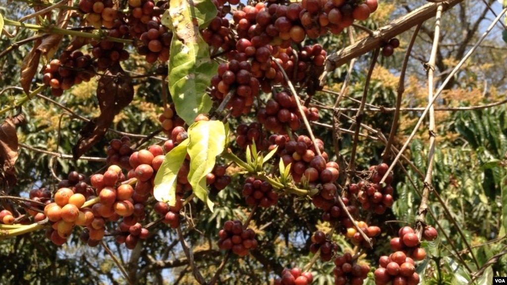 Angola Malanje cafe