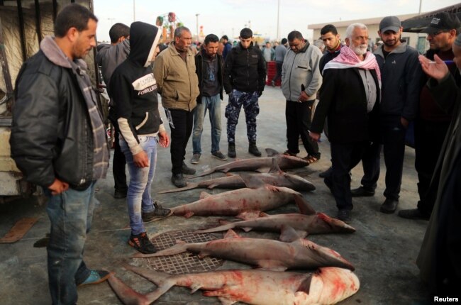 People look at fish put on sale at the seaport of Gaza City, after Israel expanded fishing zone for Palestinians, April 2, 2019.