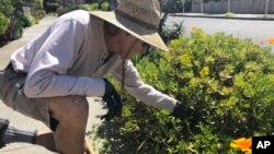 In this march 20, 2020 photo, Larry Friedman weeds his garden in Santa Cruz, California. (AP Photo/Martha Mendoza)