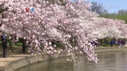 Warung VOA: Menikmati Sakura di Tengah Pandemi