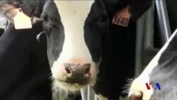 Çêlekan Nazdar Bike Da Şîrê Zêde Bibexşin