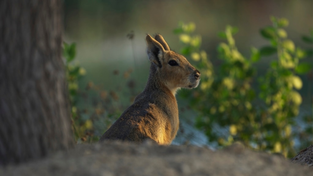 Mysterious Creature from Argentina Has Made Its Home in Dubai