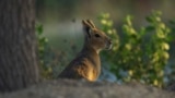 A Patagonia mara is seen at Al Qudra Lakes in Dubai, United Arab Emirates, Thursday, Nov. 21, 2024. (AP Photo/Jon Gambrell)