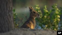 A Patagonia mara is seen at Al Qudra Lakes in Dubai, United Arab Emirates, Thursday, Nov. 21, 2024. (AP Photo/Jon Gambrell)