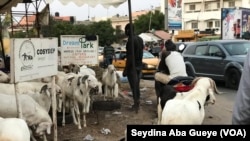 A Dakar, les riverains, les voitures et les moutons cohabitent, Sénégal, le 10 août 2019. (VOA/Seydina Aba Gueye)