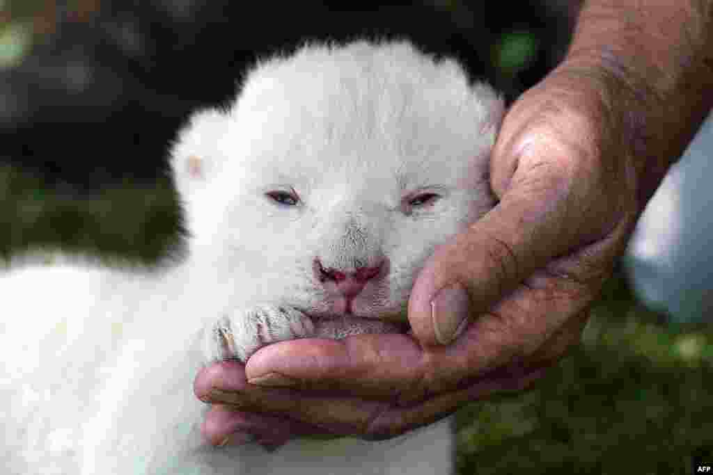 White King, the first white lion cub to be born in Spain, is presented to the press at the Guillena World Park Reserve in Sevilla.