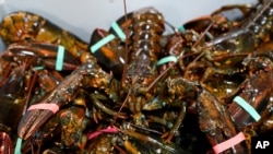 FILE - In this Nov. 18, 2020, photo, lobsters sit in a crate at a shipping facility in Arundel, Maine.