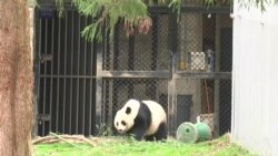 大熊猫美香接受人工授精 或迎第四胎