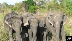 Kanthi and Kamalia, with their calves, are the most inseparable pair of elephants biologist Shermin de Silva has ever observed.