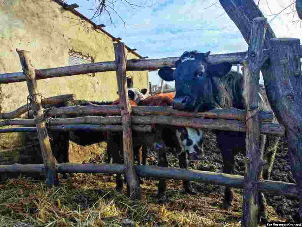 Корови-годівниці однієї з родин Приморського.