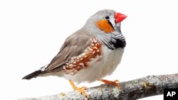 The zebra finch is the first songbird to have its genome sequenced.