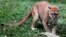 A puma is pictured at the Caricuao Zoo in Caracas, Venezuela, July 12, 2016. 