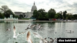 Sea gulls at the Capitol pond in Washington, DC. (Photo: Diaa Bekheet)