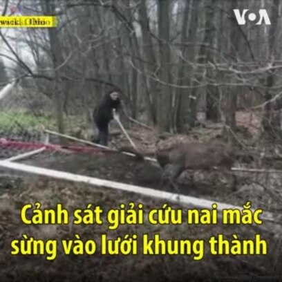 Cảnh sát giải cứu nai mắc sừng vào lưới khung thành