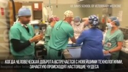 Напечатать гипс для щенка на 3D-принтере