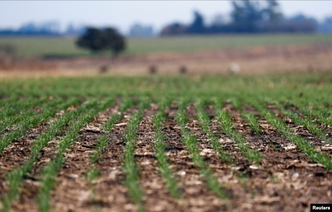 Wheat plants genetically modified with a strain called HB4, which have a gene that helps them better tolerate drought, are pictured in a farm in Pergamino, Buenos Aires, Argentina July 20, 2022. (REUTERS/Agustin Marcarian)