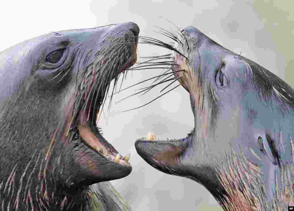 South African sea bears play together in their compound at the zoo in Leipzig, Germany.