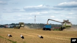 FILE - Storks walk in front of harvesters in a wheat field in the village of Zghurivka, Ukraine, on Aug. 9, 2022.