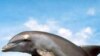 موج تازه خودکشی دلفین های خلیج فارس و دریای عمان