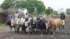 South Sudan Catches Suspects in Deadly Cattle Raid