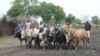 Young men herd cattle in Jonglei state, where rebel leader David Yau Yau's troops are accused of killing scores in an attack on cattle herders. (File Photo) 