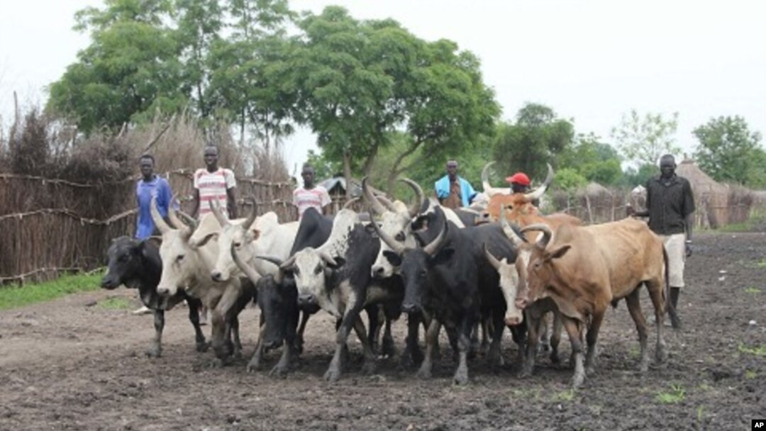 Young men herd cattle through the mud-caked streets of Pibor, as cattle raiding between some of the south's dozens of tribes plagues South Sudan. (File Photo) 