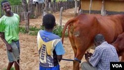 Inkomo besezicuba ezinye zisifa.