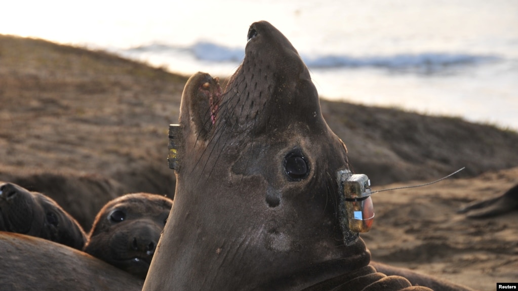 A bio-logging electronic tag to track its deep-ocean foraging behavior is seen attached to the head of a female northern elephant seal at Ano Nuevo State Park in California, U.S. in an undated photograph. (Daniel Costa/Handout via REUTERS)