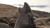 Study: Elephant Seals Do a Lot of Work to Stay Fat 