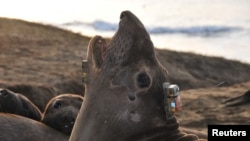 A bio-logging electronic tag to track its deep-ocean foraging behavior is seen attached to the head of a female northern elephant seal at Ano Nuevo State Park in California, U.S. in an undated photograph. (Daniel Costa/Handout via REUTERS)