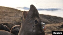 elephant seals