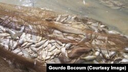 YOUWAROU -BORA SAN YELEMA MONLI-