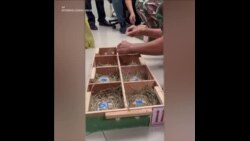 一批被走私的乌龟从泰国运回坦桑尼亚
