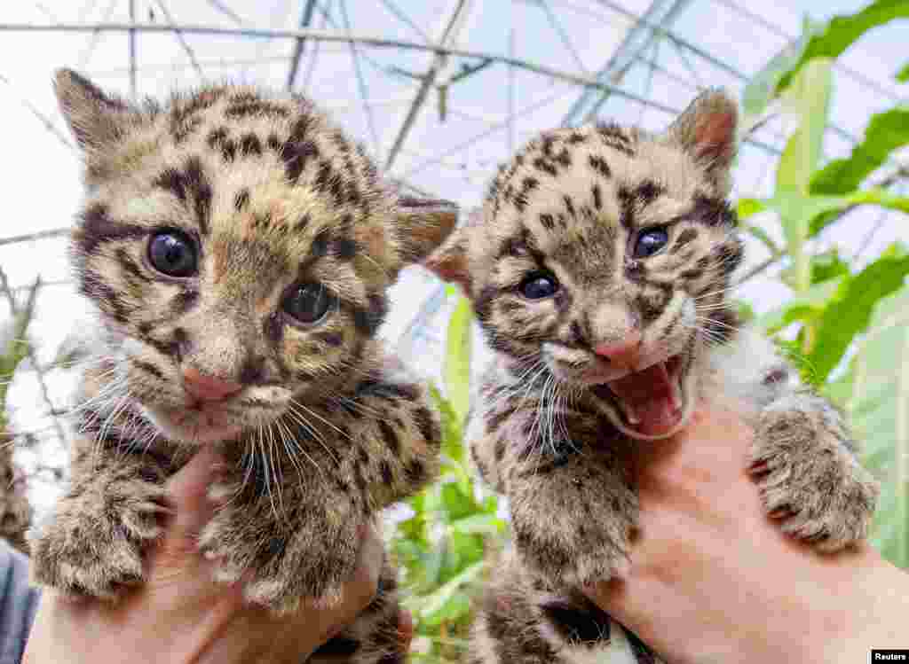 Baby clouded leopards, born early in March 2015, are presented by zoo keepers at the Olmense Zoo in Olmen, Belgium. The clouded leopard is an endangered species with only some 10,000 remaining, said Robby Van der Velden, a biologist at the zoo. &nbsp;