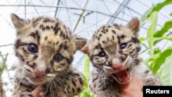 FILE - A pair of clouded leopard cubs in 2015. The cats can be targets for wildlife trafficking.