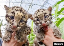 FILE - Baby clouded leopards, born early in March 2015, at the Olmense Zoo in Olmen, Belgium, April 16, 2015. Clouded leopards are among the animals that reside in Botum Sakor National Park in Cambodia.