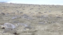 Threatened Sea Turtles Make Massive Pilgrimage to Protected Mexican Beach