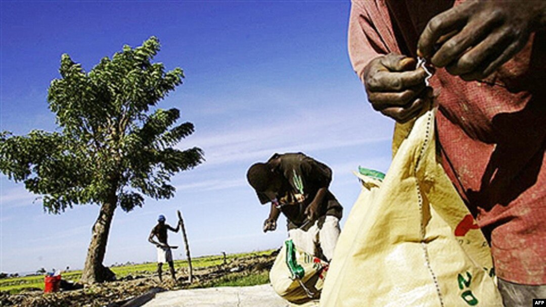 Thung lũng Artibonite là trung tâm sản xuất lúa gạo của Haiti