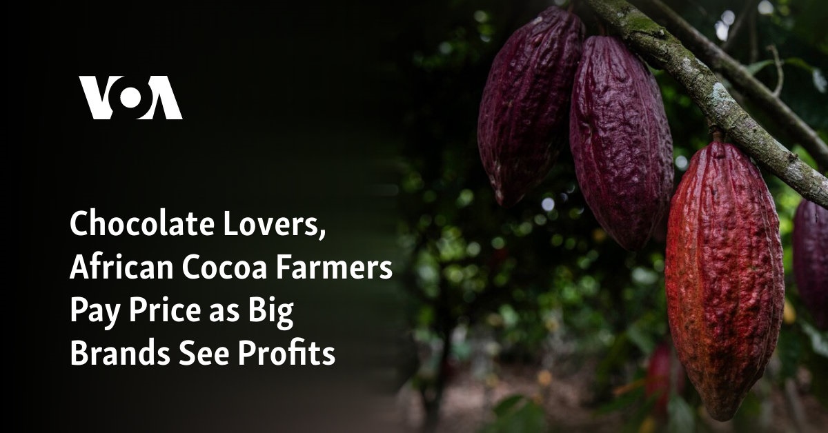 Chocolate Lovers, African Cocoa Farmers Pay Price as Big Brands See Profits