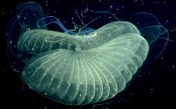 This 2002 photo provided by the Monterrey Bay Aquarium Research Institute shows a close up view of a "giant larvacean" and its "inner house" - a mucus filter that the animal uses to collect food. (MBARI via AP)