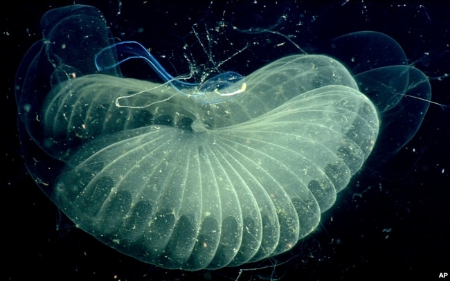 This 2002 photo provided by the Monterrey Bay Aquarium Research Institute shows a close up view of a "giant larvacean" and its "inner house" - a mucus filter that the animal uses to collect food. (MBARI via AP)