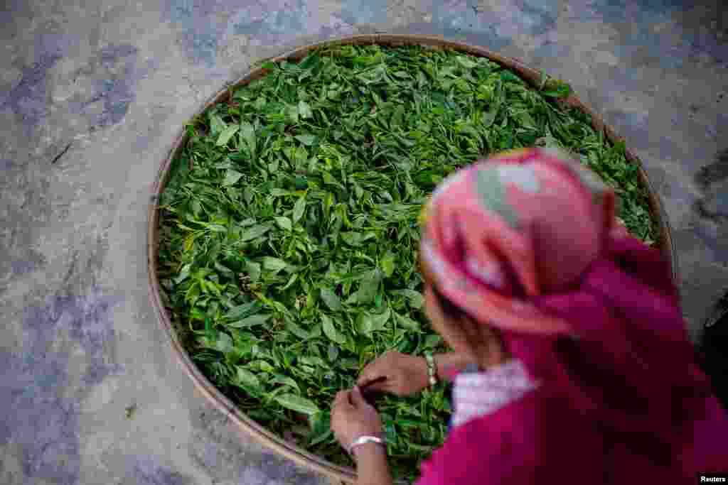 ایک خاتون پودوں سے توڑی گئی چائے کی پتیوں کو صاف کررہی ہیں۔ &nbsp; &nbsp; 