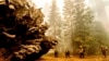 Petugas Bekerja Keras Amankan Pohon Sequoia dari Kebakaran di California
