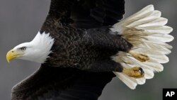 Un águila calva como la de la foto pudo haber chocado con una avioneta en Alaska, antes de precipitarse ésta a tierra.