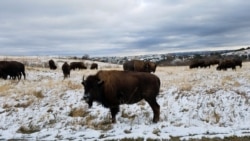 FILE - A herd of bison graze in Theodore Roosevelt National Park. The park is split into three units. The South Unit is composed of 46,158 acres and is accessible via an entrance in Medora, North Dakota. (Matt Haines/VOA)