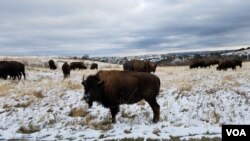 A herd of buffalo graze in Theodore Roosevelt National Park. The park is split into three units. The South Unit is comprised of 46,158 acres and is accessible via an entrance in Medora, North Dakota. (VOA/Matt Haines)