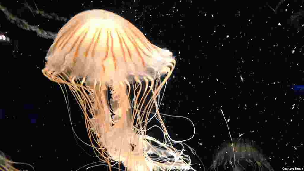 Một con sứa biển Nhật Bản trong Thủy cung Thái Bình Dương tại thành phố Long Beach, bang California, Mỹ. (Hình: Diaa Bekheet chụp vào ngày 23 tháng 7, 2015)