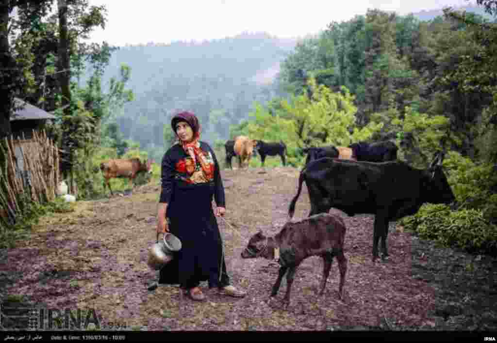 روستای کوهستانی &laquo;سراش&raquo; در هفده کیلومتری شهر لاهیجان قرارگرفته و شغل اصلی مردم این روستای کشاورزی و دامداری است. عکس: امین رحمانی 