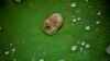 A frog is pictured on the leaf of a lotus after the rain at a pond in Lalitpur, Nepal.