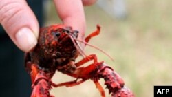 Crawfish có thể giúp ngành thủy sản bang Louisiana sau vụ dầu loang